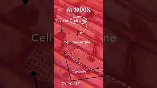 Onion Skin (Epidermis) Under Miscoscope 🔬 | Class 9 Science Chapter 5 | Learn Practically