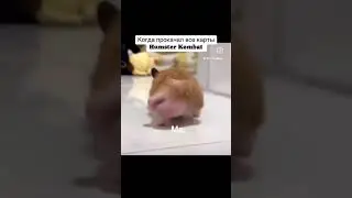 Pov: прокачал все карты в хамстер комбат. Когда прокачал все карты в Hamster Kombat 