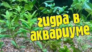 Гидра в аквариуме, сильный свет, аквариум без подмен