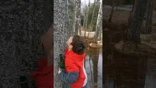 Добыча березового сока.