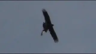 Охота орла на голубей, забирает крупным планом. Eagle takes pigeon.