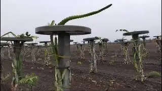 રૂડું રળિયામણું મારું ફાર્મ part 3