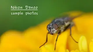 Nikon D3400 is a great camera! Here is my D3400 sample gallery