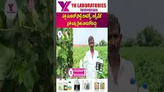 #Cotton #Oxyveg #FostRootex పత్తి పంటలో ఫాస్ట్ రూటెక్స్, ఆక్సీవేజ్ ప్రతి ఒక్క రైతు వాడుకోవచ్చు