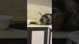 Мейн кун пьет воду