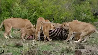 The wonders and characteristics of an animal named zebra