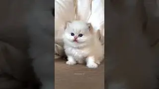 Why are you so cute little cats 😗🌺
