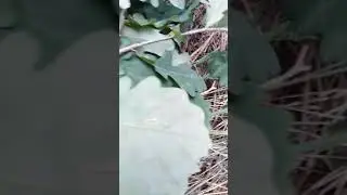 Заготовка дубовых веток для бани на тракторе Т-16 м