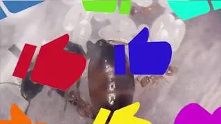 Feeding Solenopsis Fugax and Messors Structor