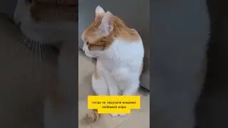 Наташа, меняй характер #кот #юмор #рыжий