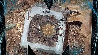 Co zrobić z Camponotus cruentatus