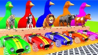 5 Giant Duck Cartoon,Tiger,Cow,Zebra,Sheep,Lion,Chicken,Dog,Bear Wild Animals Crossing Fountain 2023