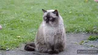 cat feline whiskers