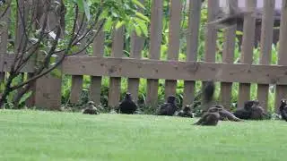 Young starlings in my garden / Скворцы и их молодь в саду
