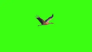 Green screen | Stork flies | Footage | Download | №101