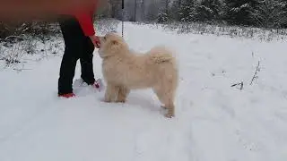 Король Лев на прогулке
