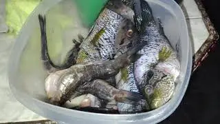 Cocinando  pescado frito 😋