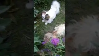 Битва цуценят⚔️#music #2024 #pets #youtube #youtubeshorts #shorts