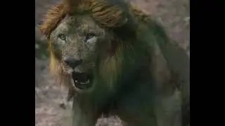 Lion video | #short