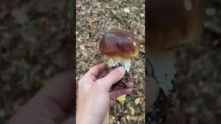 Как думаешь удачная охота? #грибы #Гриби  #грибиукраїни #mushrooms #mushroomhunting #蘑菇 #采蘑菇