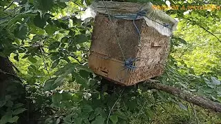 МОИ ПОЙМАННЫЕ РОИ!