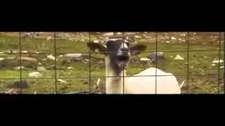 Прикол ржака до слез смотреть всем!!