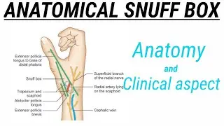 Anatomical snuff box and its clinical aspect || Upper limb Anatomy || Medcracker || Yubraj Mahara ||