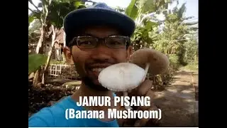 Jamur Pisang (Banana Mushroom)