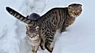 Wild kittens outdoors in winter / Living with a deaf cat