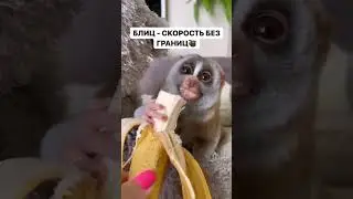 Самое милое видео за сегодня