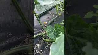 Скучаю по лету😭😭😭 И огороду🥺