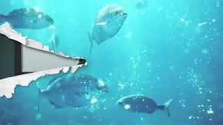 Torn Paper Transitions - FCPX - After Effects Project Files - Videohive