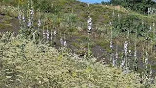 на сланцевых холмах