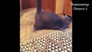 КОТ ТАНЦУЕТ ПОПОЙ (HOW TO TWERK)