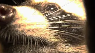 31 Days of 🦝 - 30 - Raccoon Kit Wants the Bug!