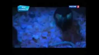 Программа на будущее  Мир волшебства. Светящиеся  мыши. Сюжет  с подводкой.