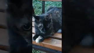 #кот
