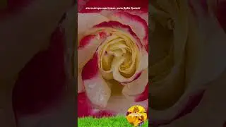 Цветение розы Дабл Делайт. Тверская область.