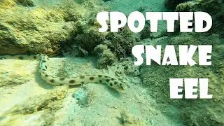 I thought it was a SNAKE! But... Spotted / Tiger Snake Eel, Red Sea
