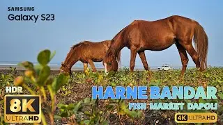 Captivating Samsung Galaxy S23 Ultra 8K 4K Videos at Harne Bandar Fish Auction, , हर्णे बंदर दापोली