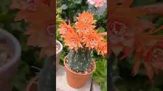 #Matucana