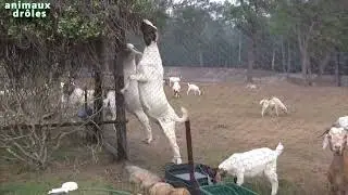 Animals Stealing Food   Funny Animals Try To Reach Food Compilation 2014