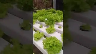 hydroponic lettuce.