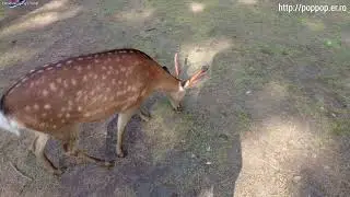 Deer-Nara,Japan