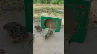 really best bird trap #youtubeshorts
