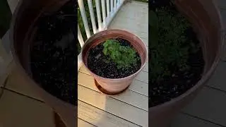 I Grow Ghost Peppers at the Appalachian Ocean