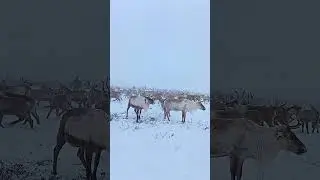 Домашние животные северные олени пасутся на пастбище.