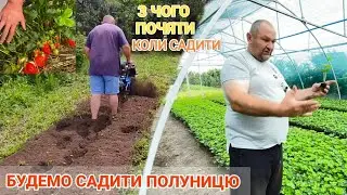 Як краще посадити полуницю і коли!?