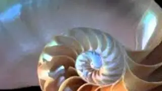 Χρυσός αριθμός φ & σπείρα Fibonacci στη φύση και τις τέχνες