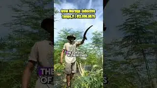 Moringa University | Business Coaching | Agriculture Training